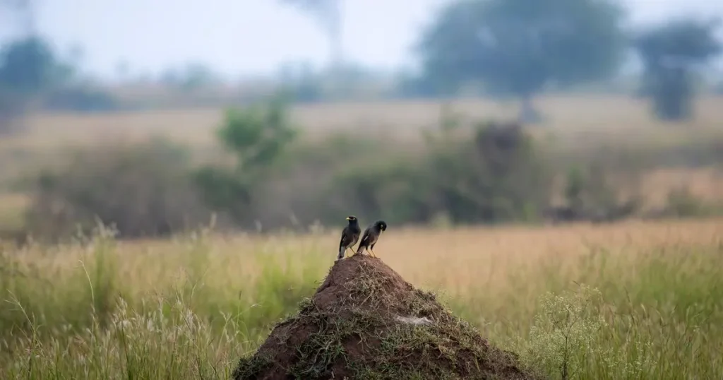 Termite mud tubes: birds sitting on mound top in field