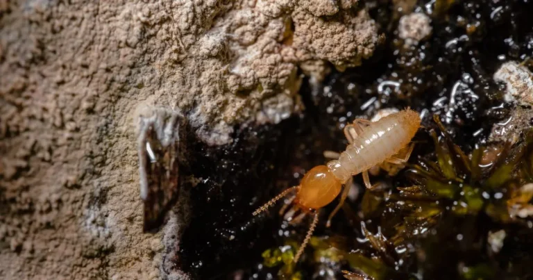 Termites Perth: a macro shot of a termite