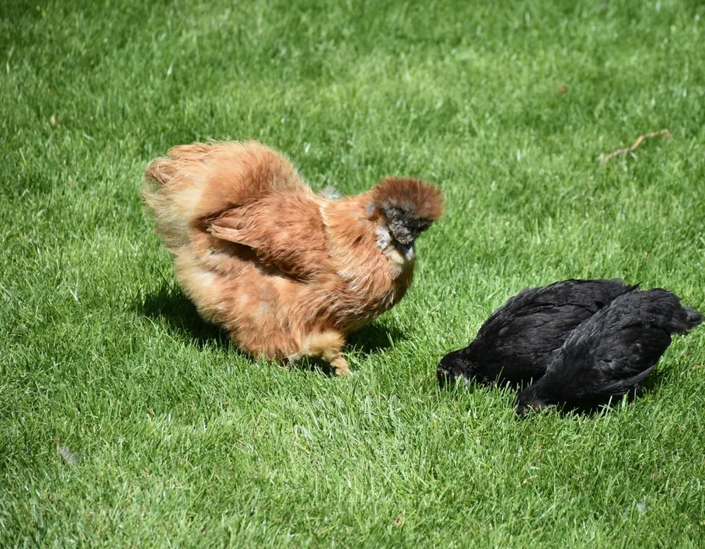 Backyard chickens on a lawn, an area where rodents are drawn to feed