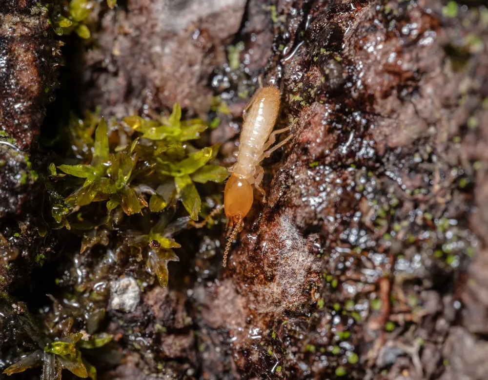 Macro shot of a termite on moss-covered bark