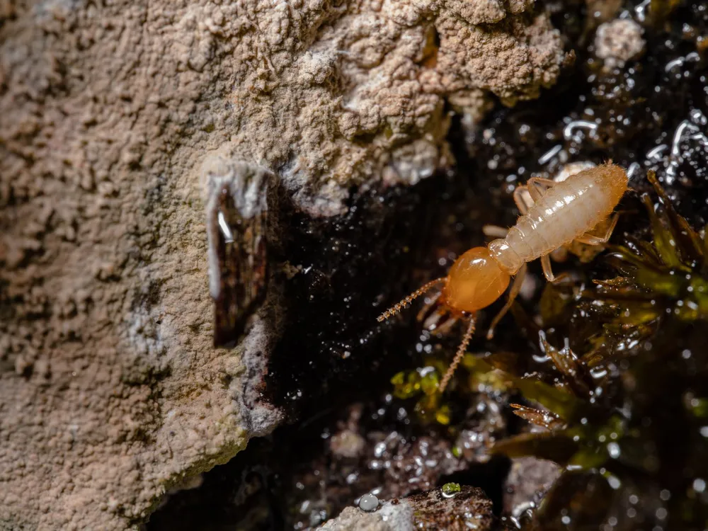 Close-up of a termite on timber, why Perth homes need termite inspections